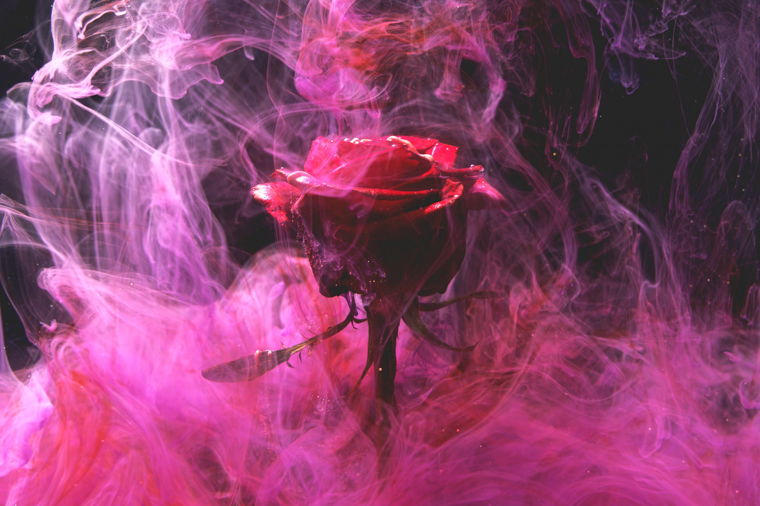 red rose and ink in water
