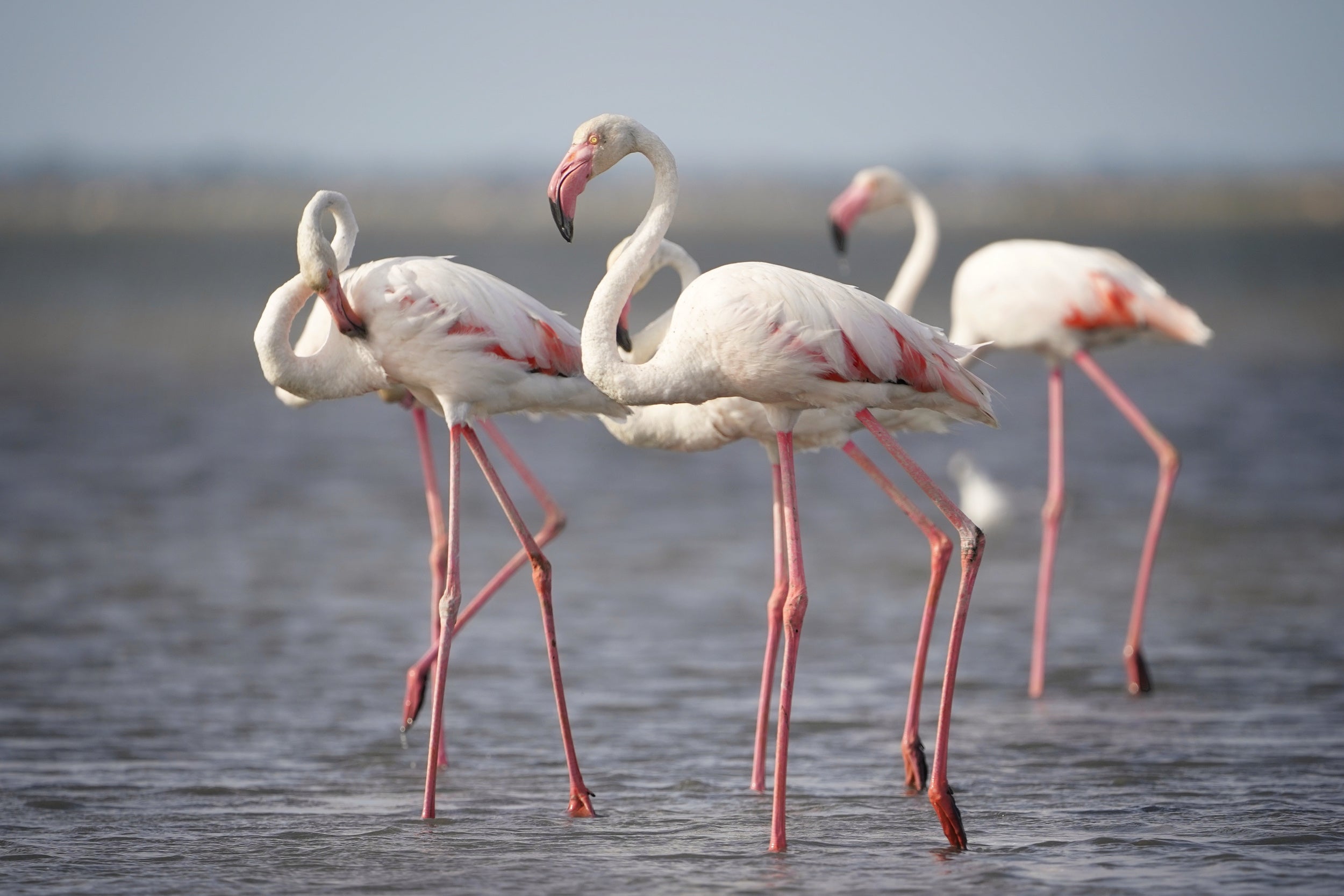 Flamingos from Provence