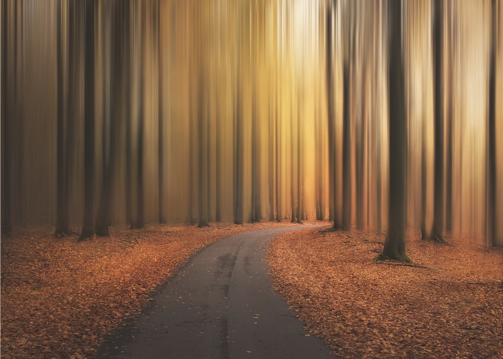Vibrant Autumn Path