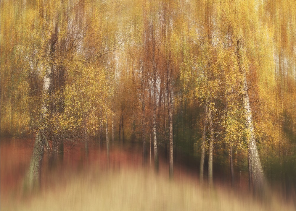 Dreamy Autumn Birches