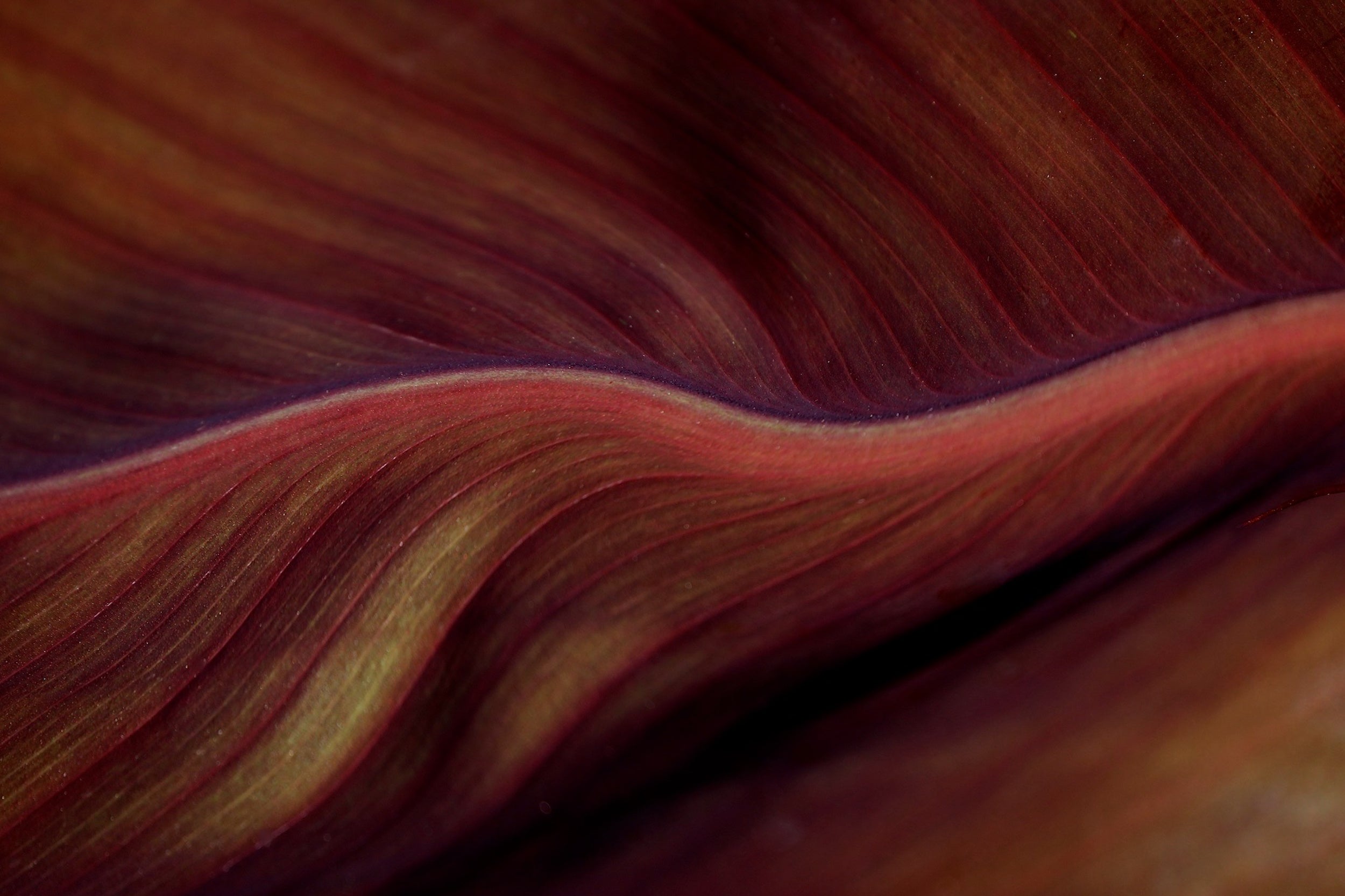 The Red Desert Dunes