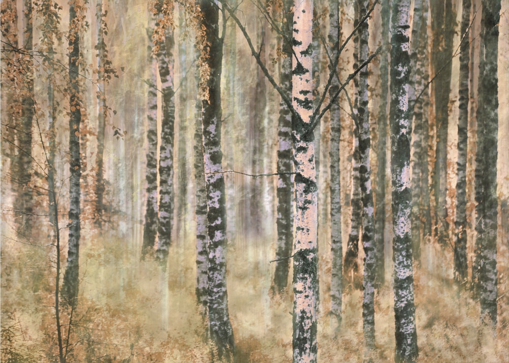 Autumn Birch Forest