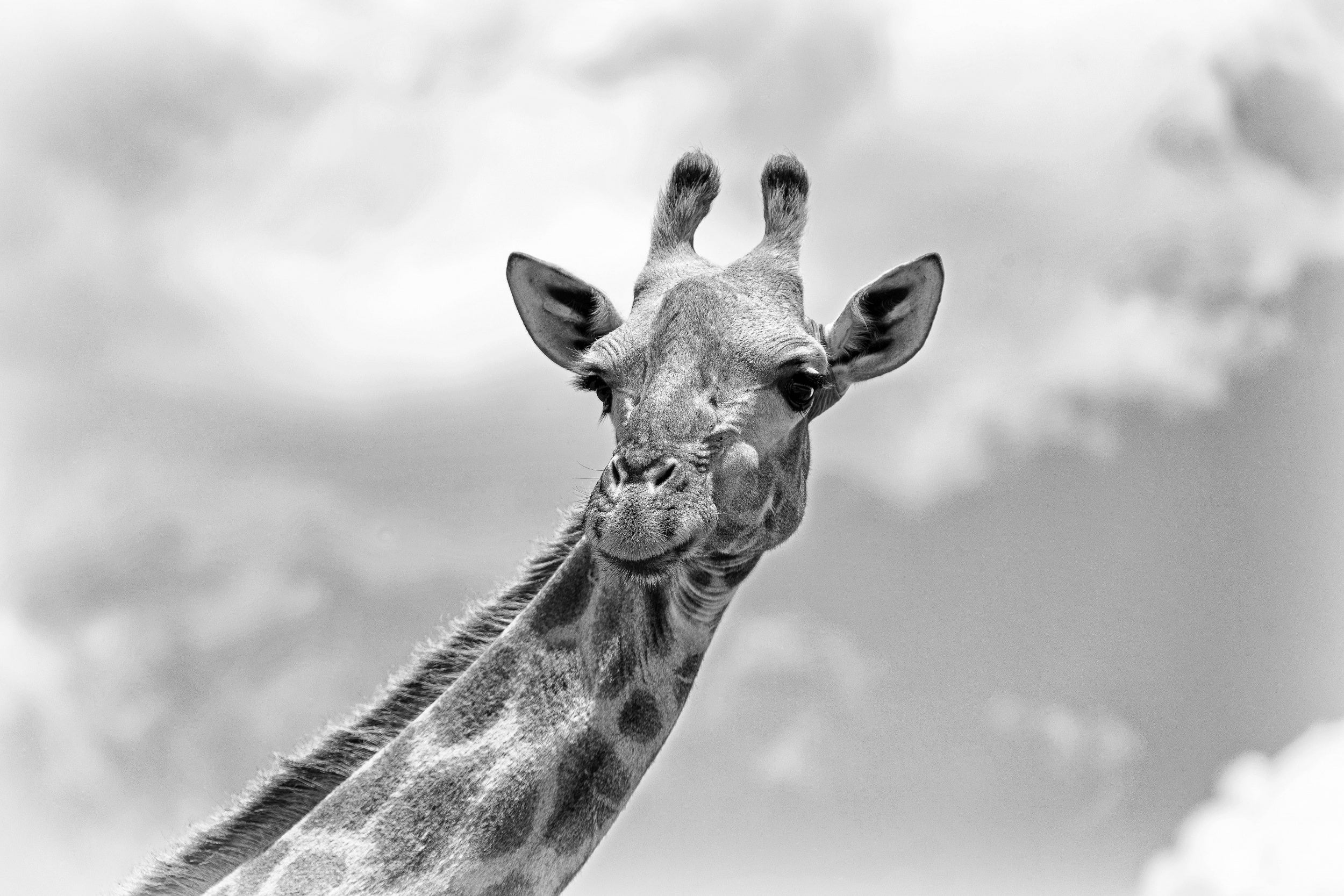 The giraffe - Wildlife V