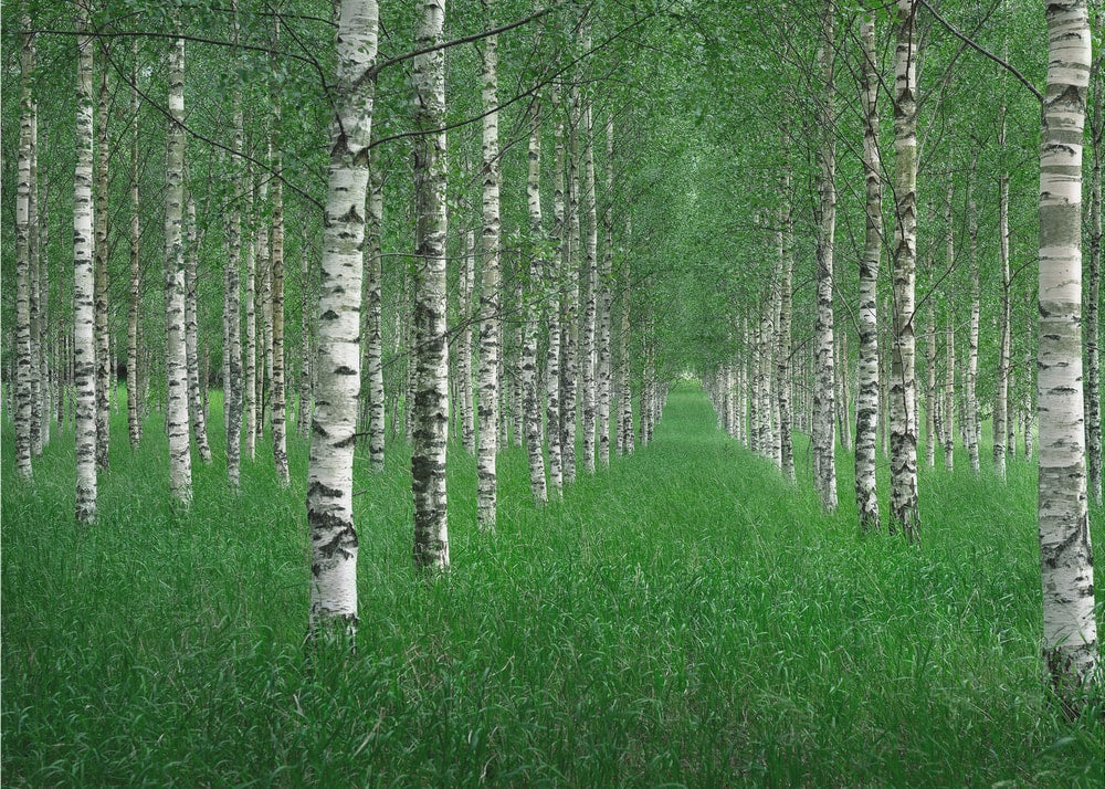 Birch Forest Path