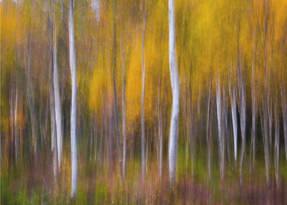 Autumn Forest Abstract