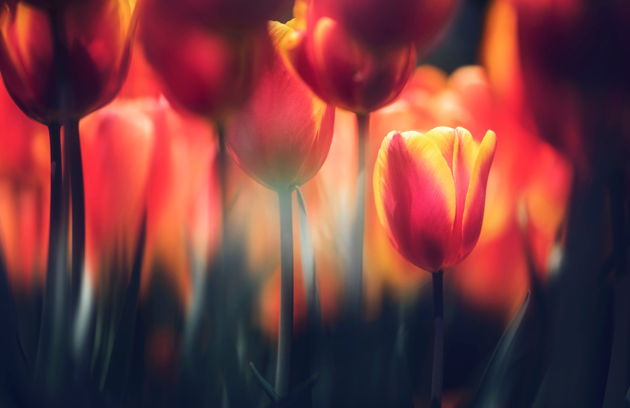 Red-colored conspicuous person