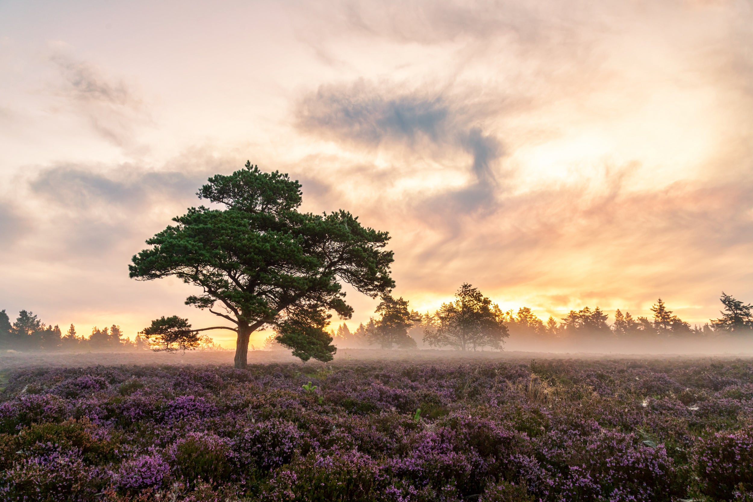 The tree on the heath.