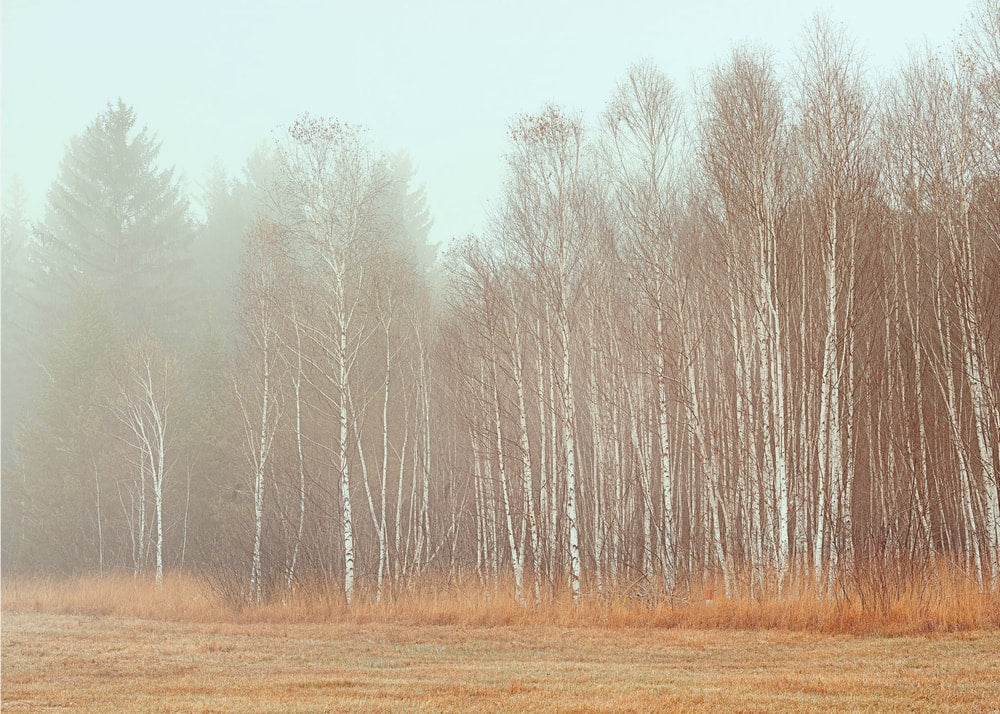 Misty Birch Field