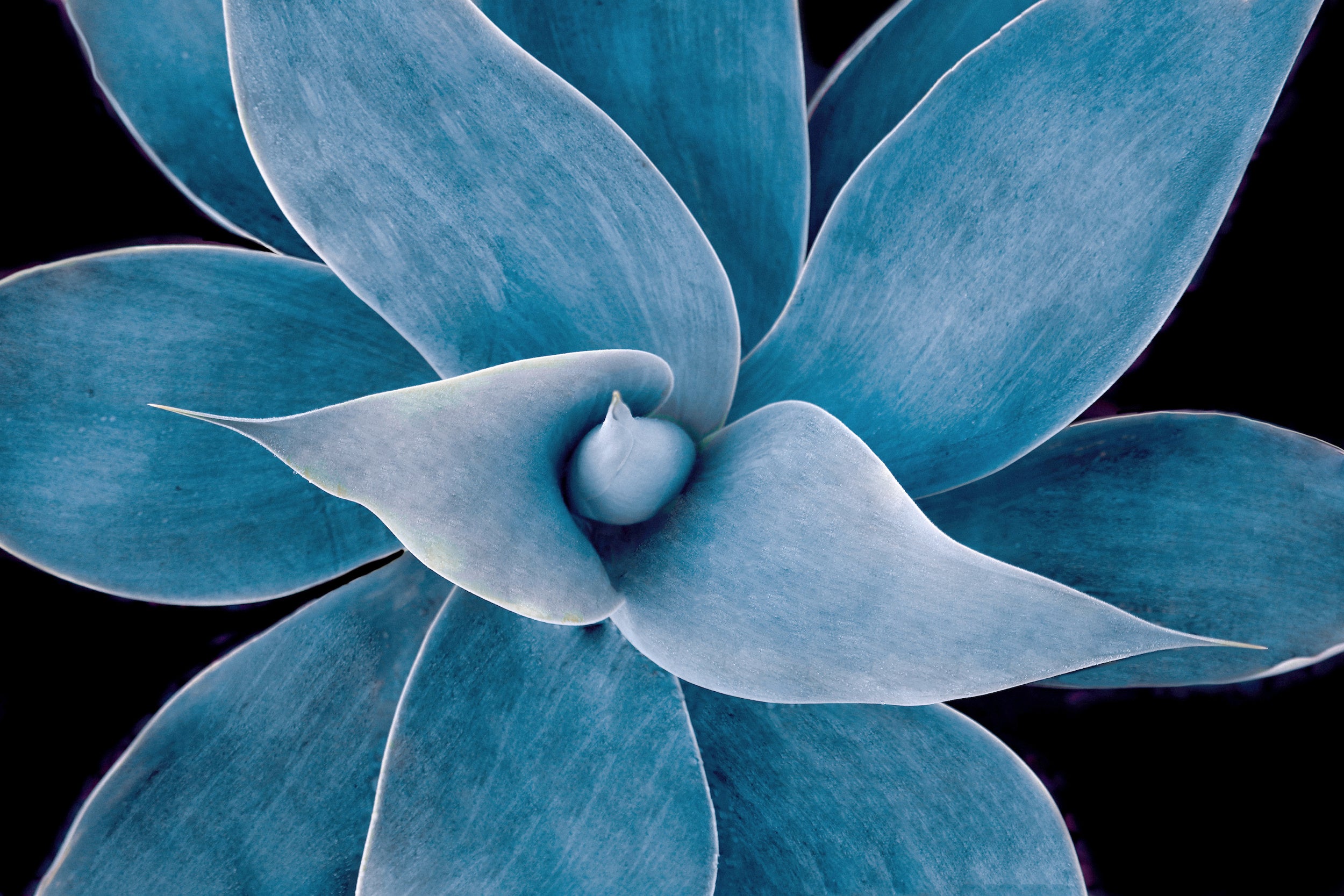 The winter blues 223