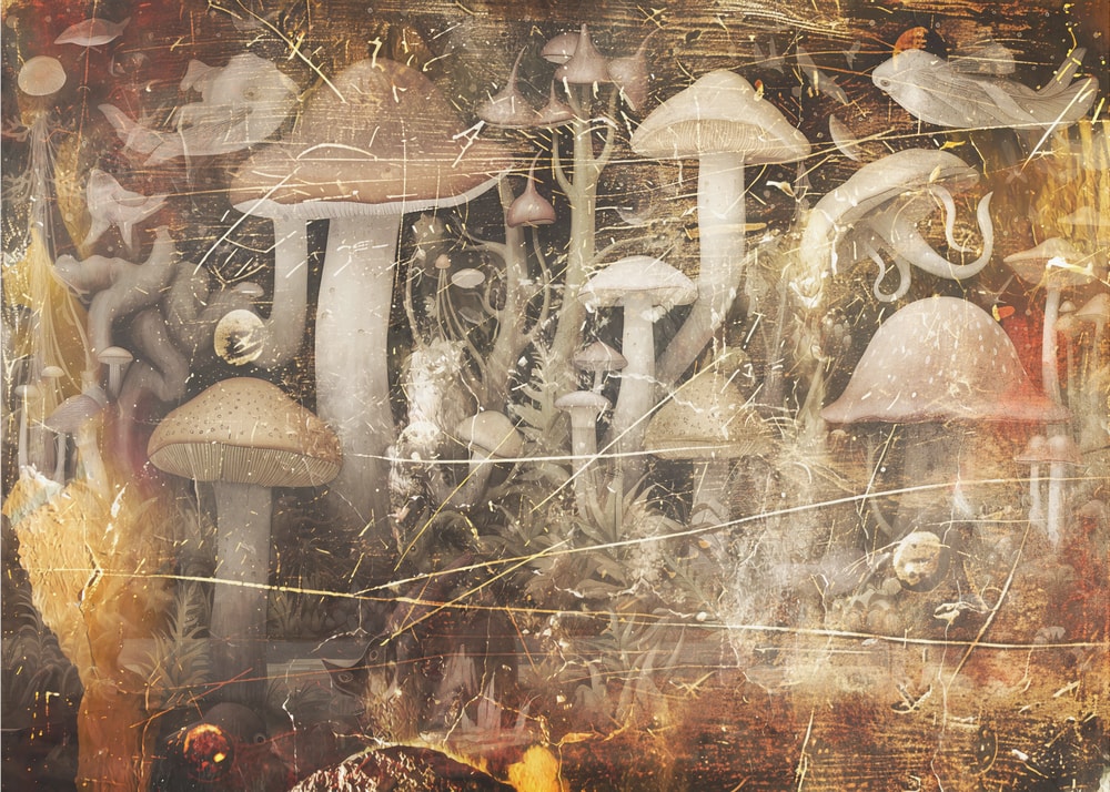 Mystical Mushroom Forest