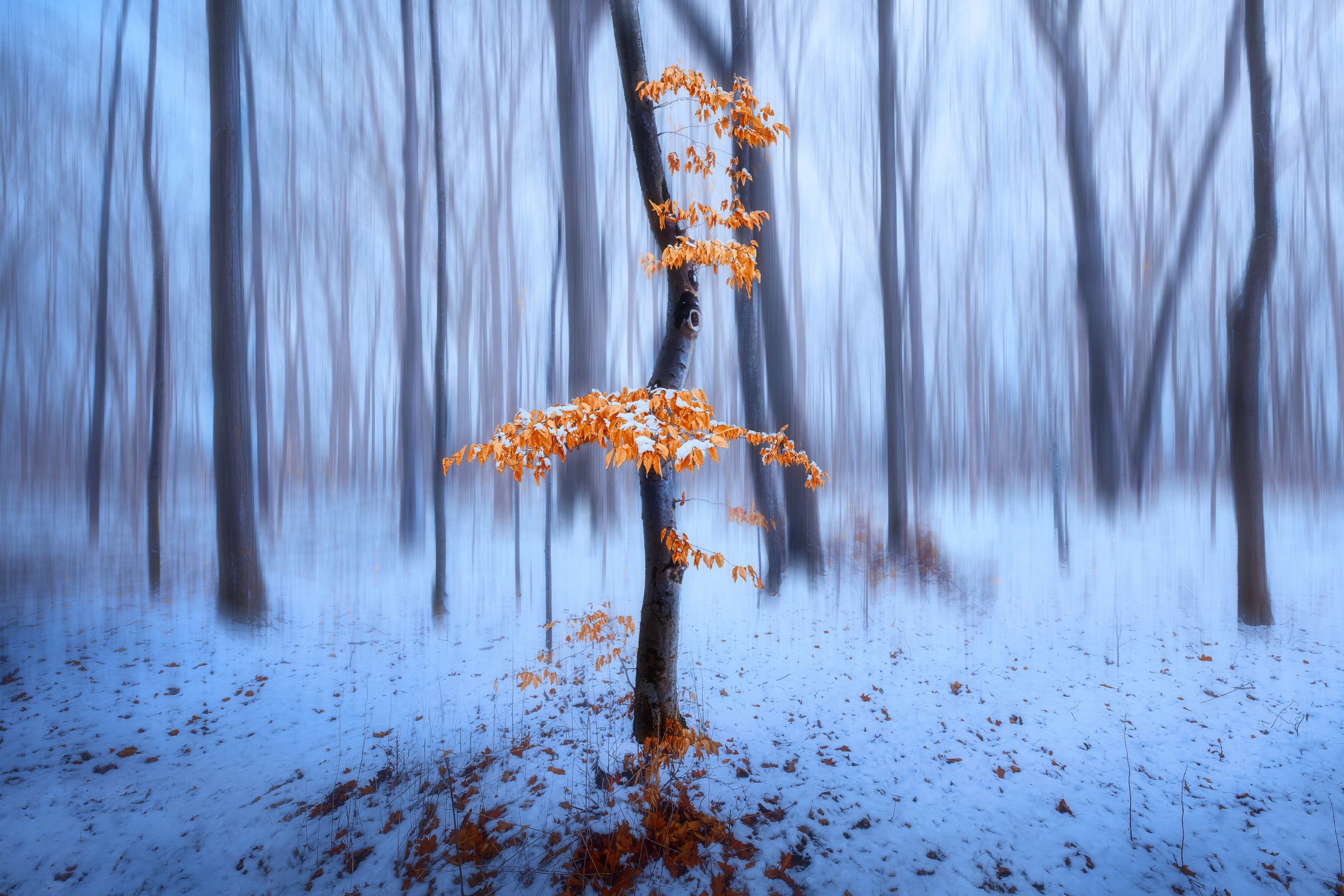 The Last Autumn Leaves