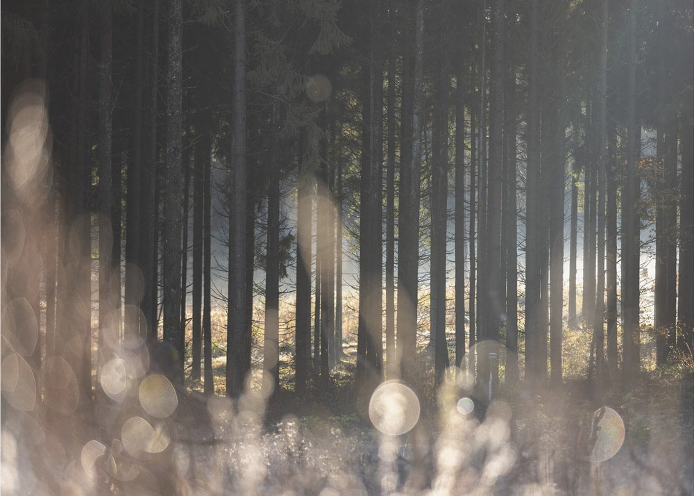 Forest Glow 1
