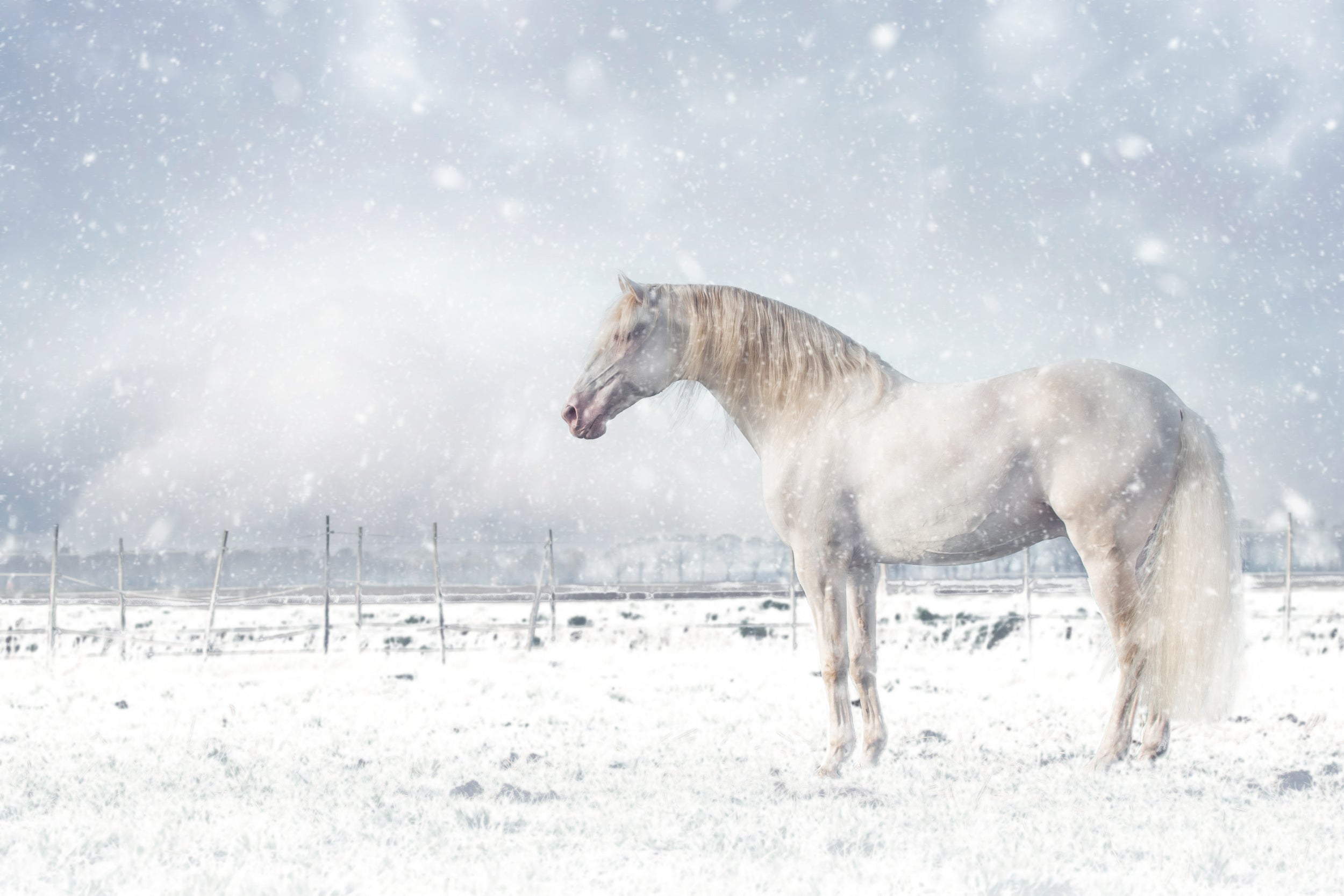 Let it snow...
