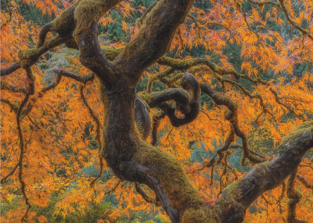 Vibrant Autumn Maple Tree