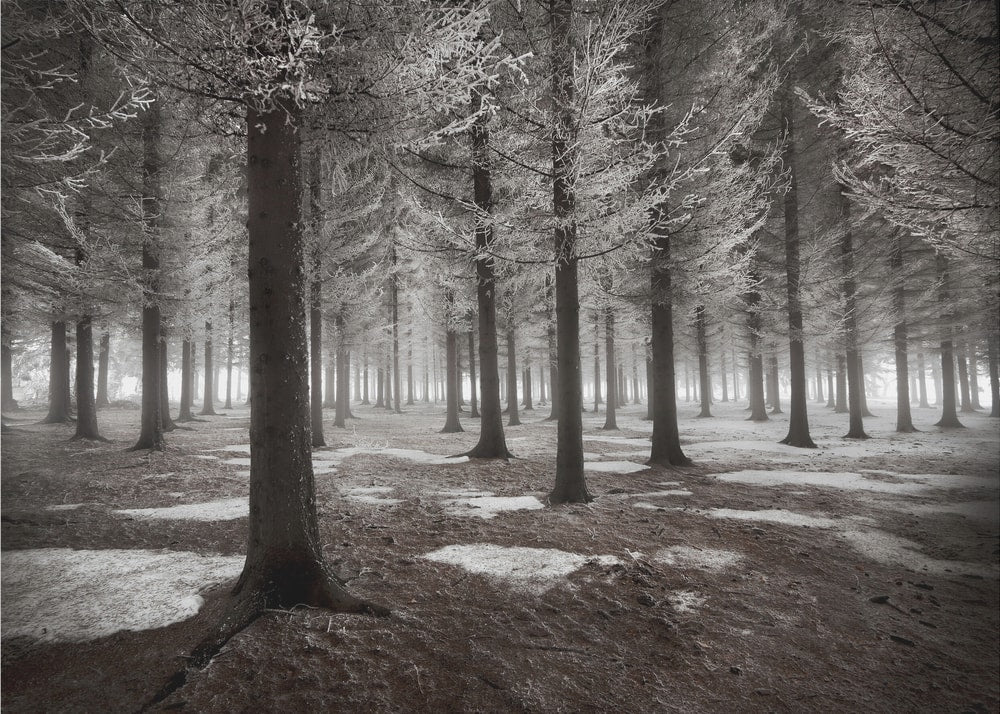 Frosted Winter Forest