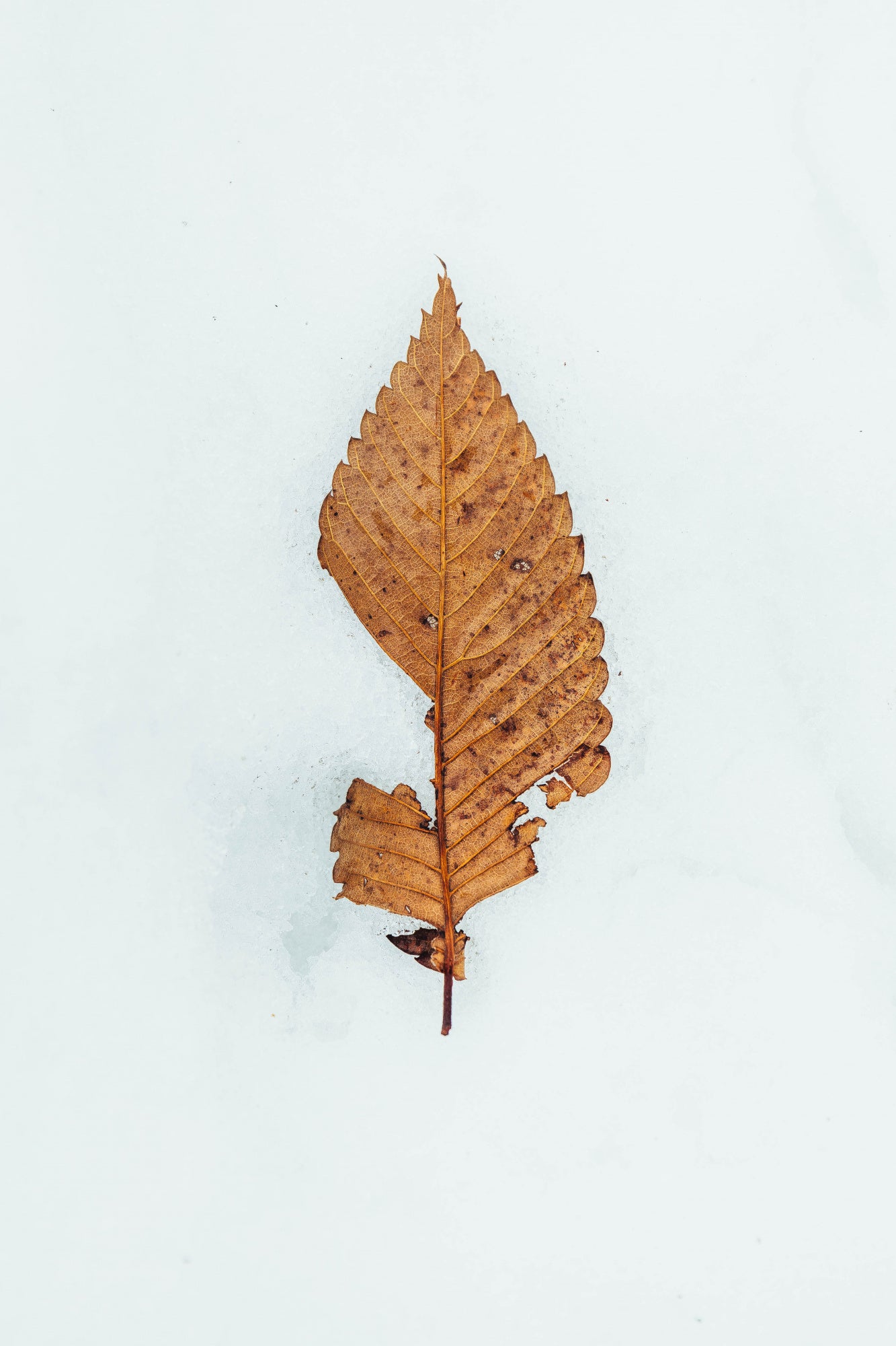 Winter Hide and Seek