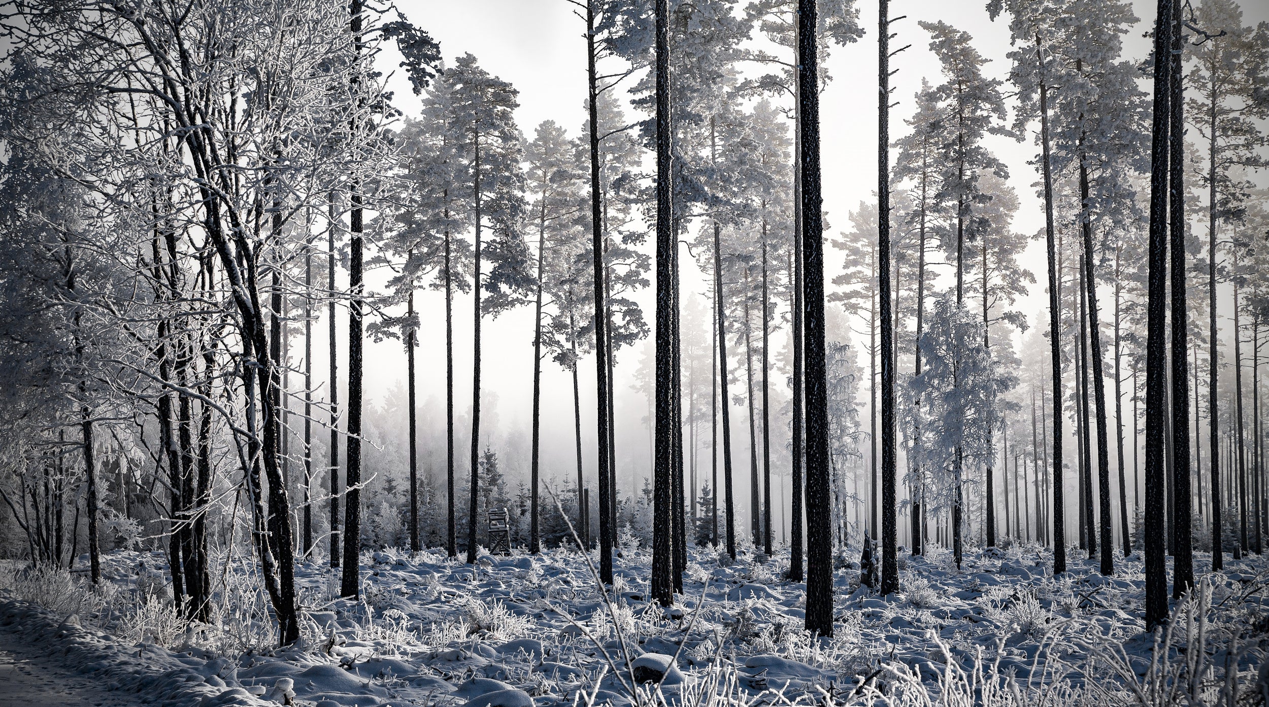 Winter Pine Trees II