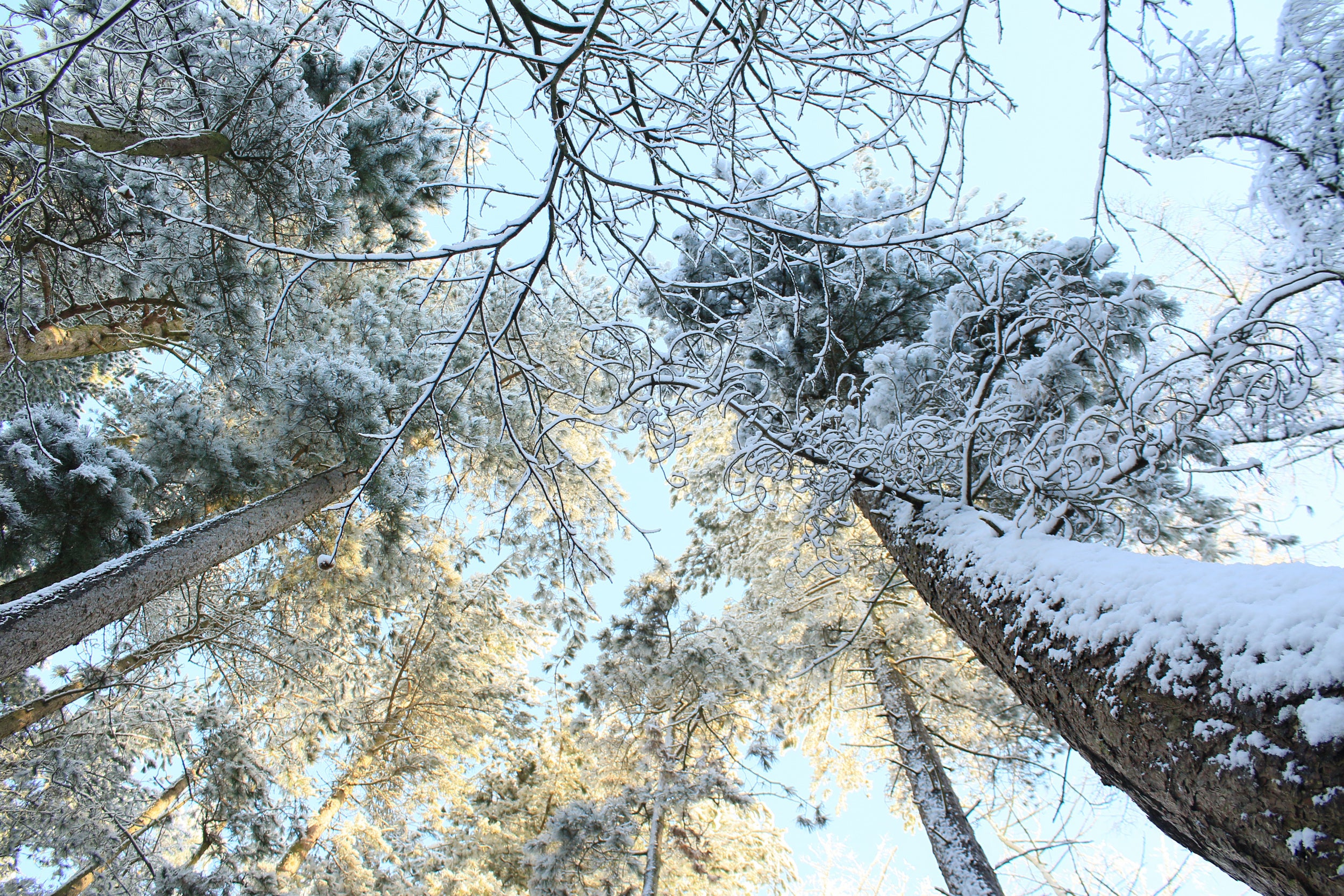Tall Pine Trees, Snow, Golden Glow ii