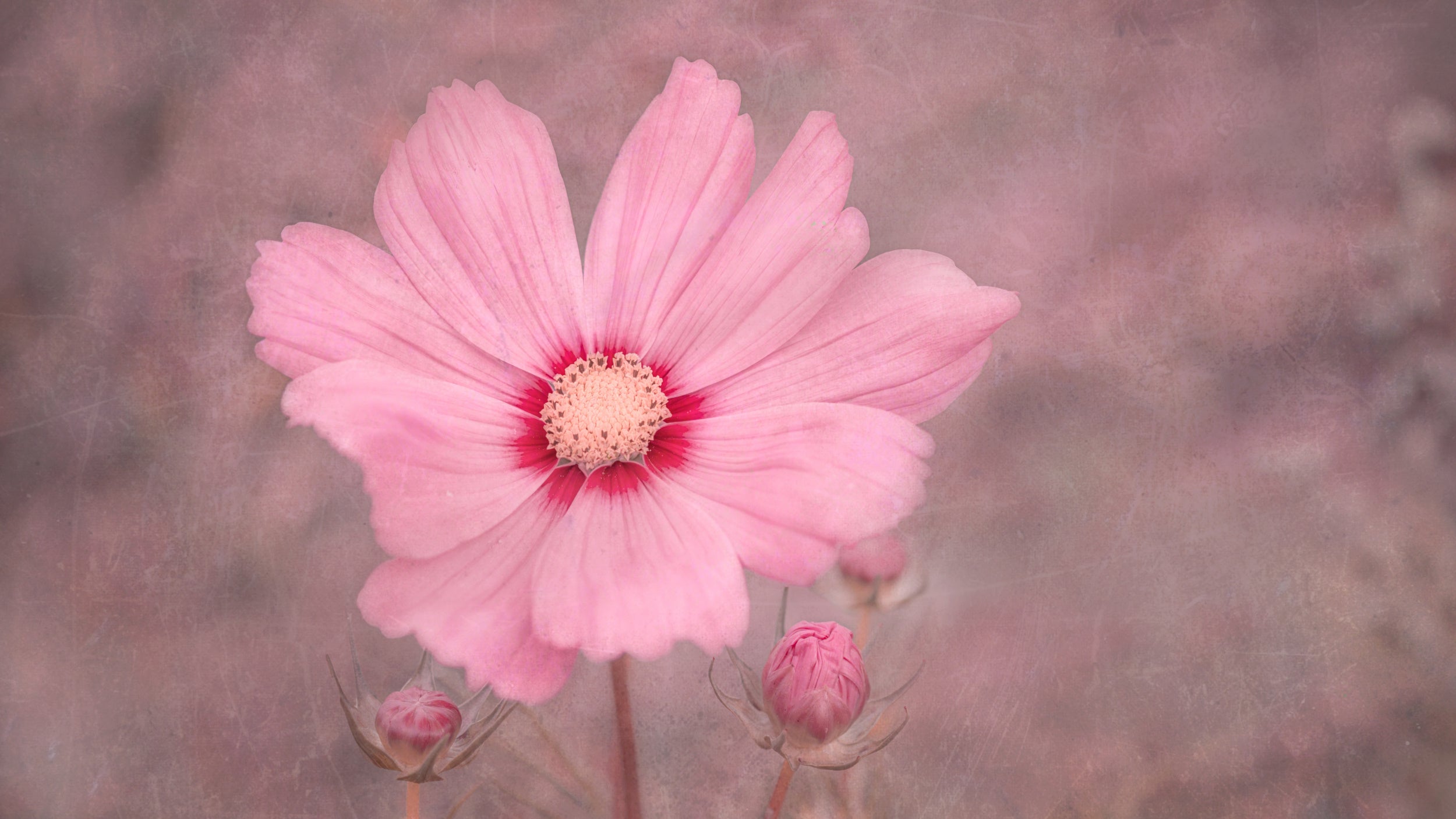PINK 2