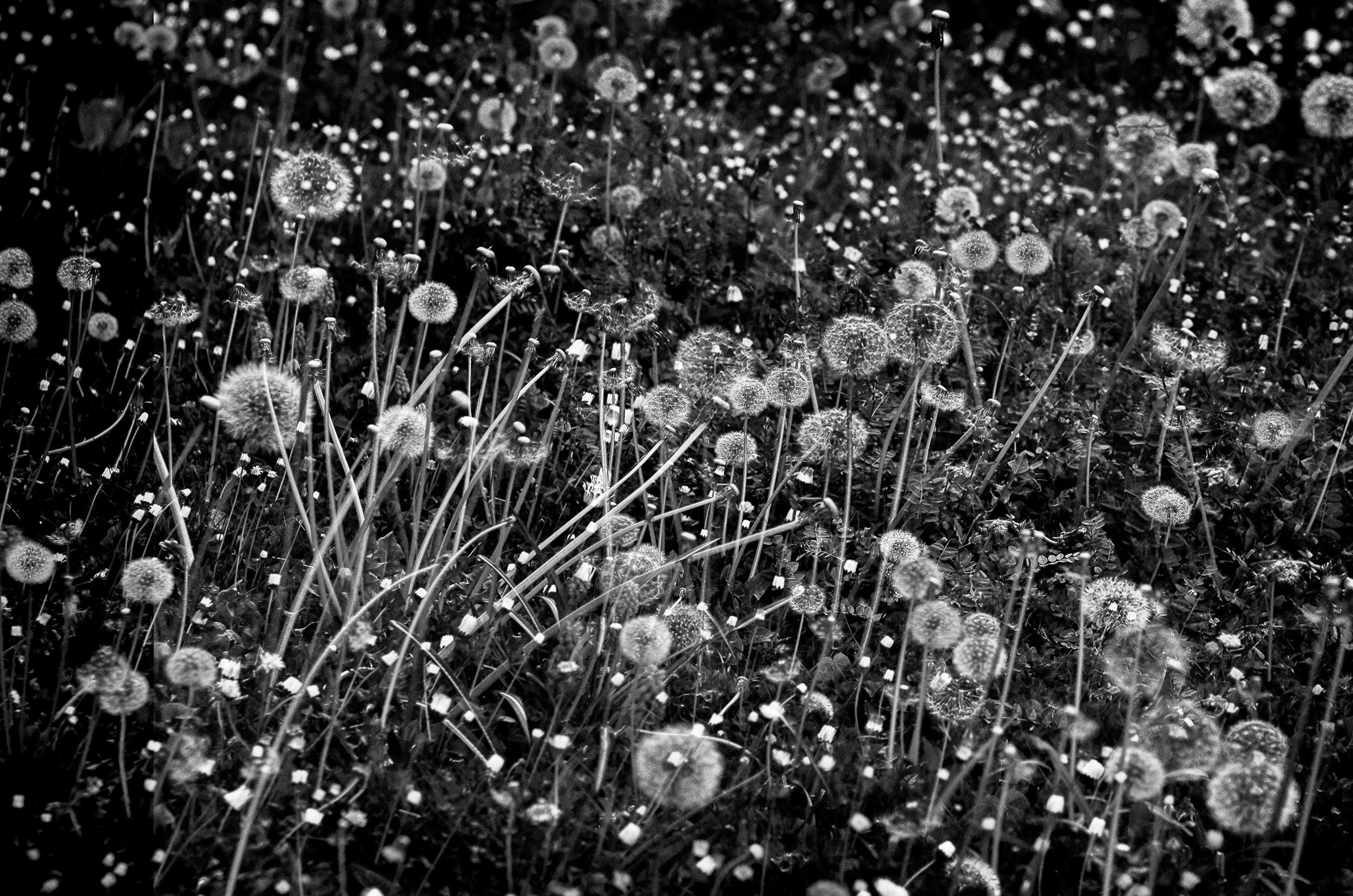 The dandelion field
