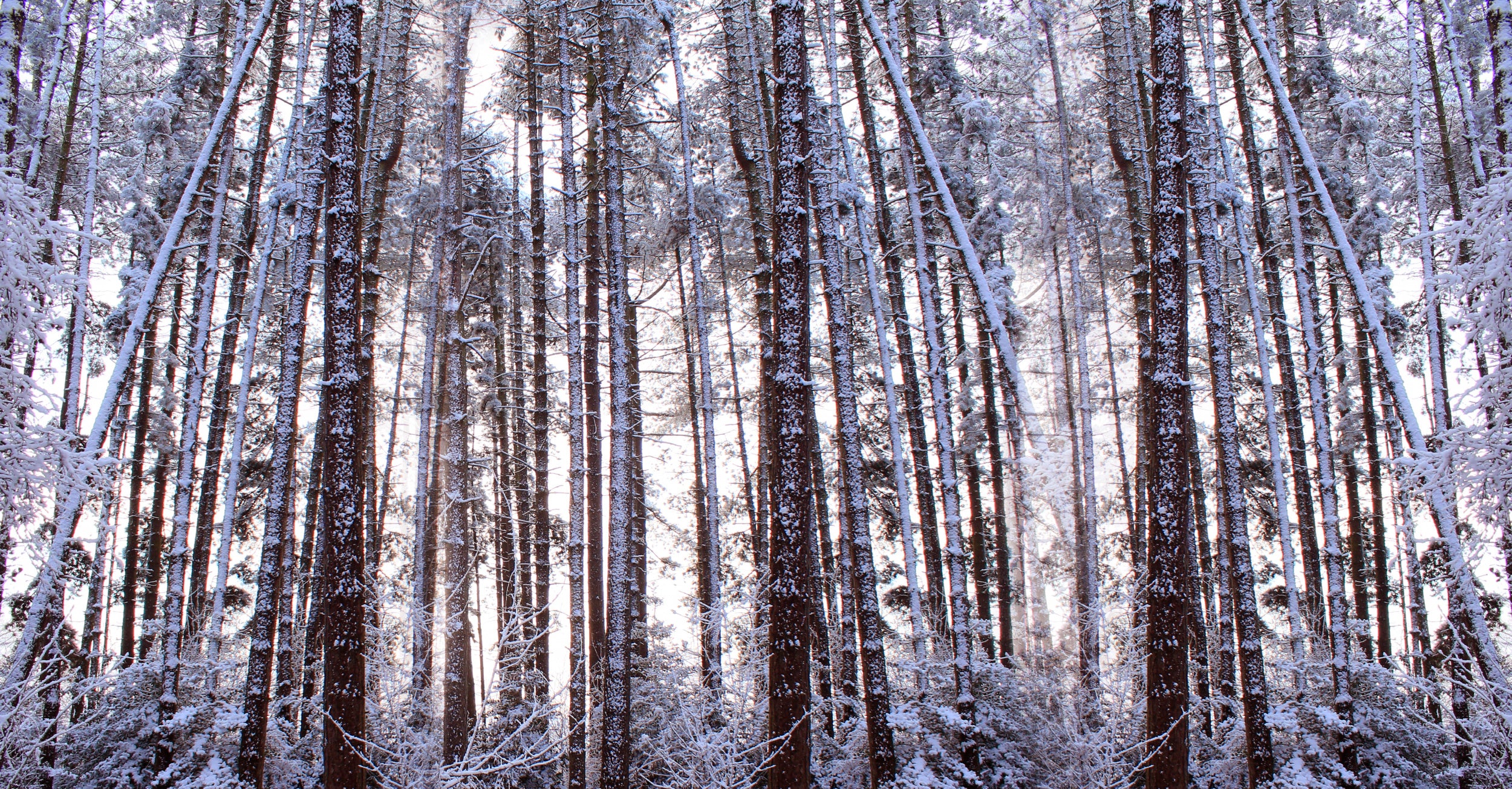 Panoramic Winter Pine Trees
