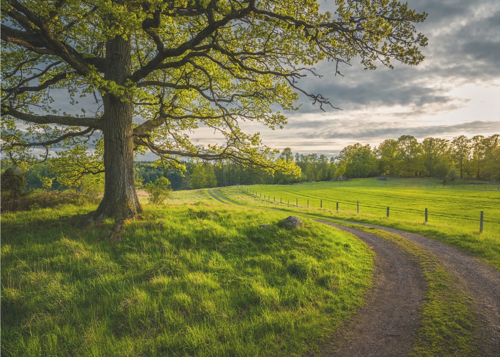 Winding Country Path