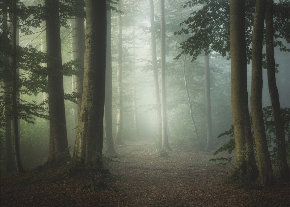 Misty Forest Path