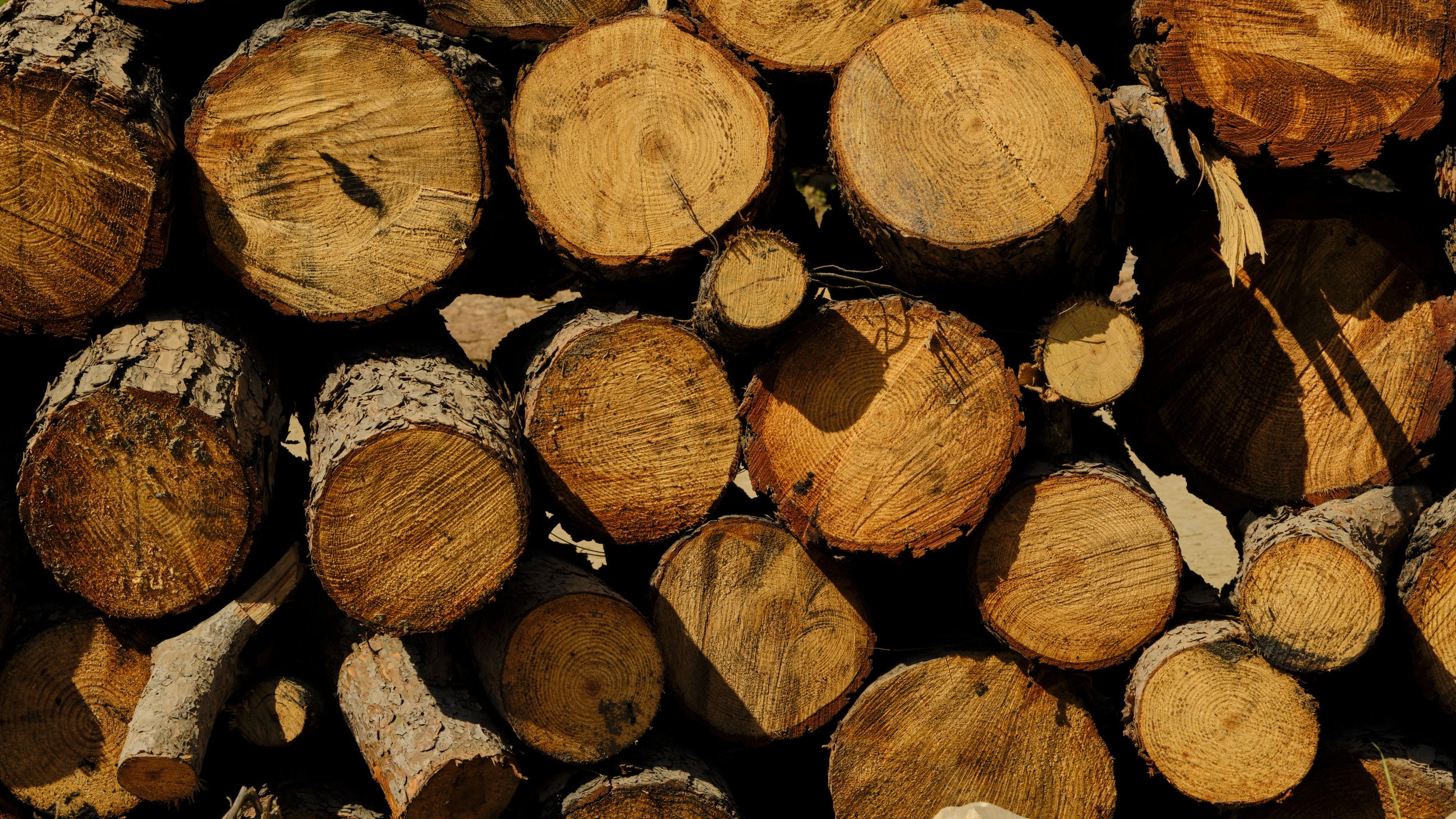 tree stumps in the forest