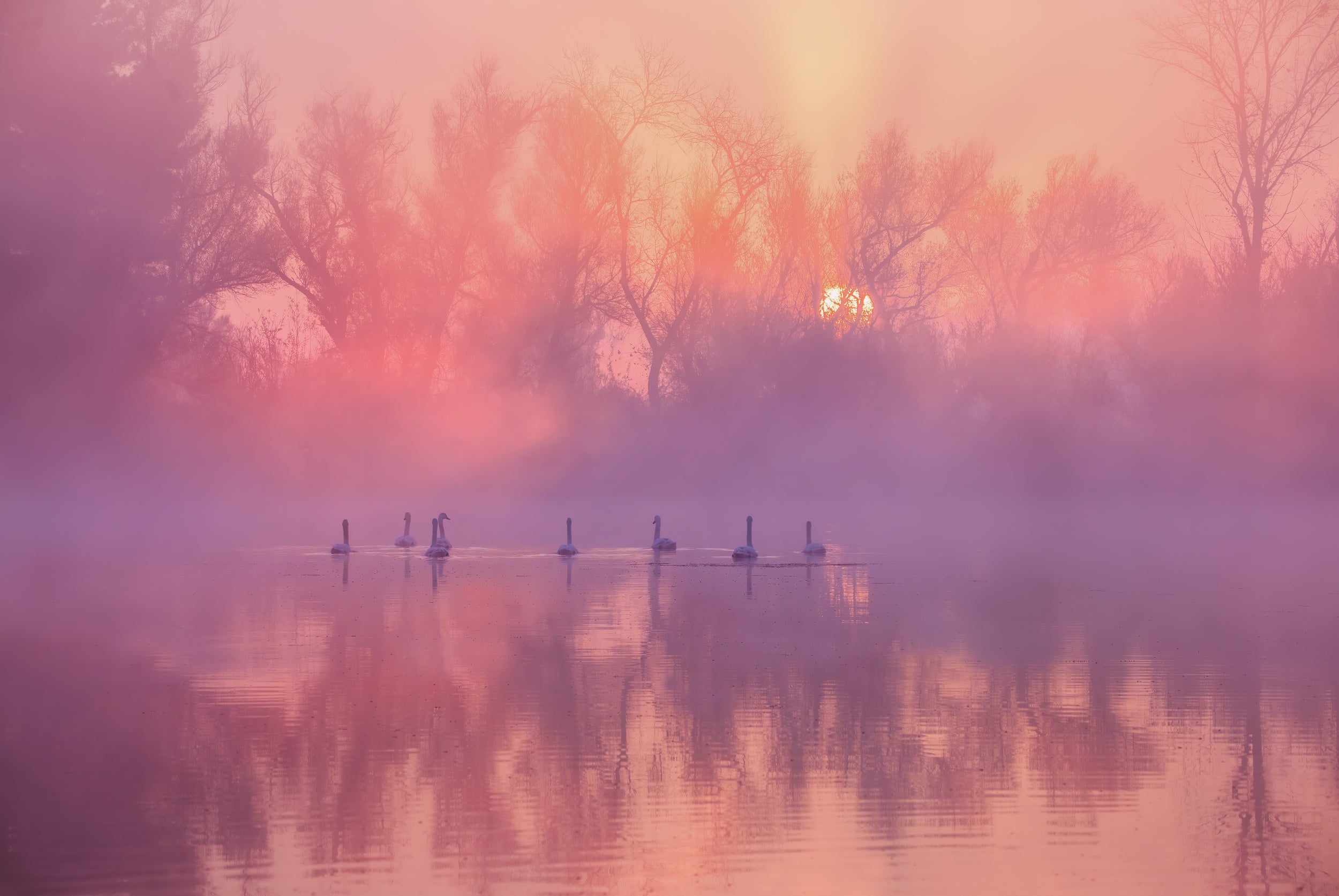 Swan Lake Sunrise