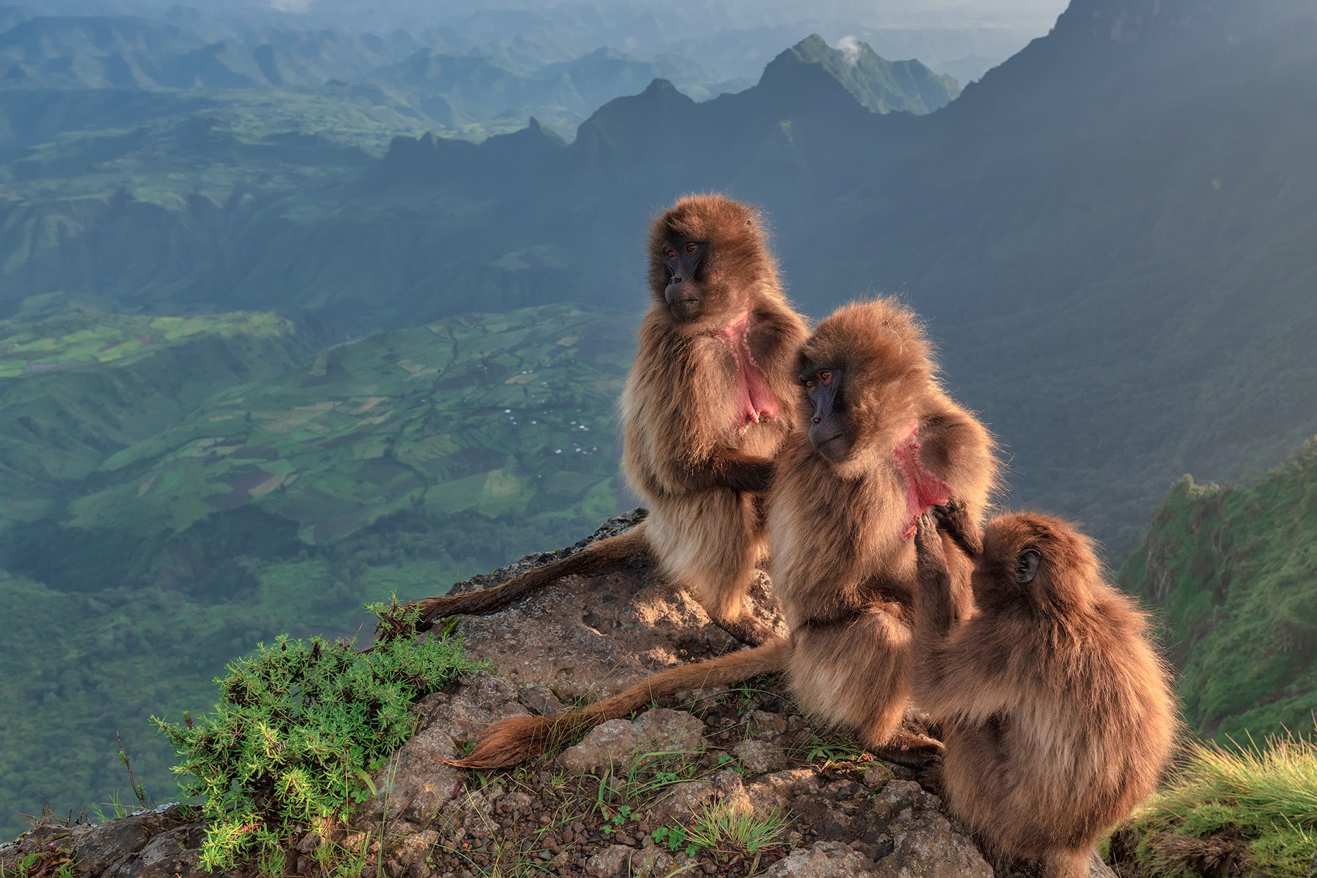 Morning toilette in the Simiens