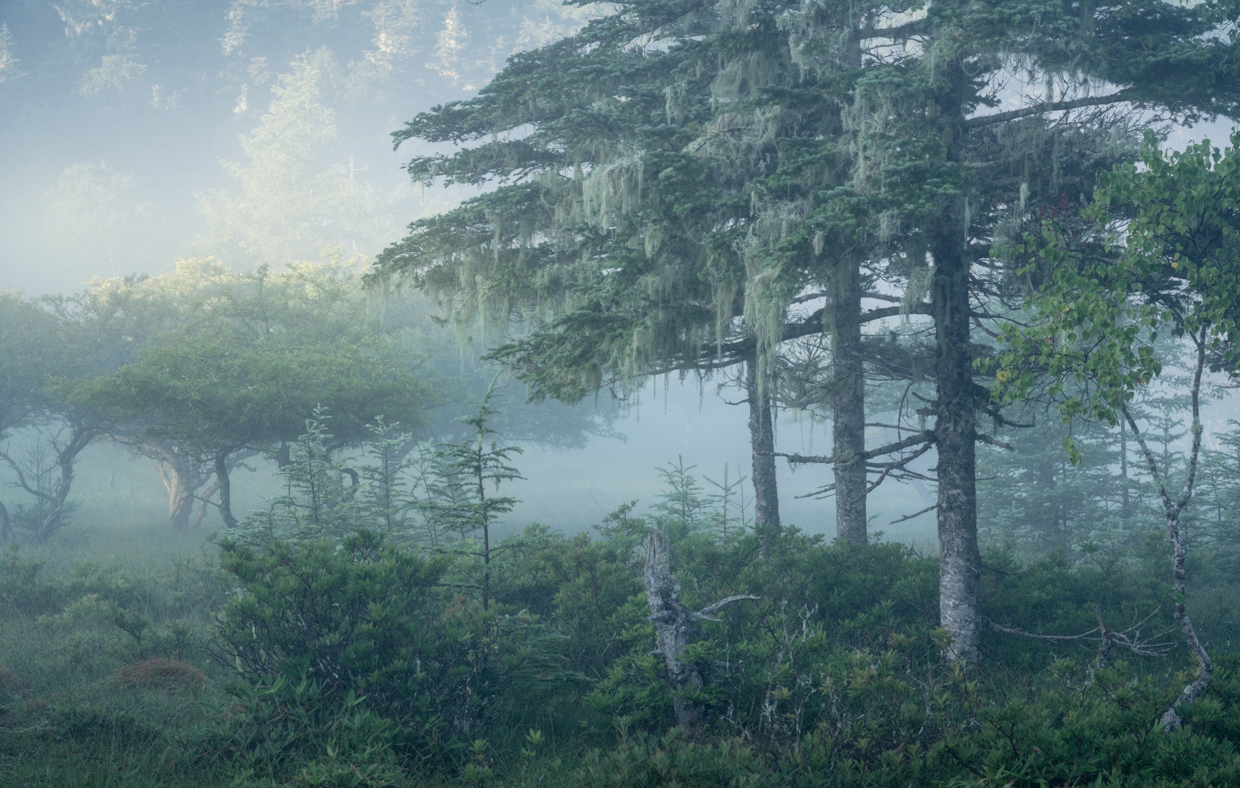 霧の中を通り抜ける