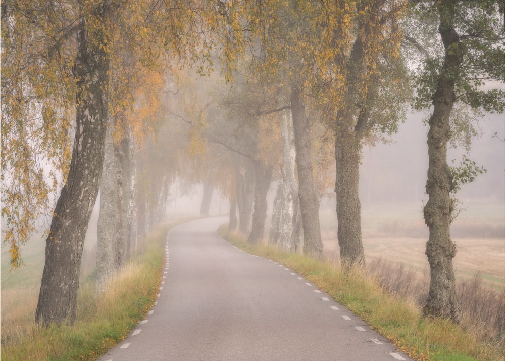 Misty Autumn Road