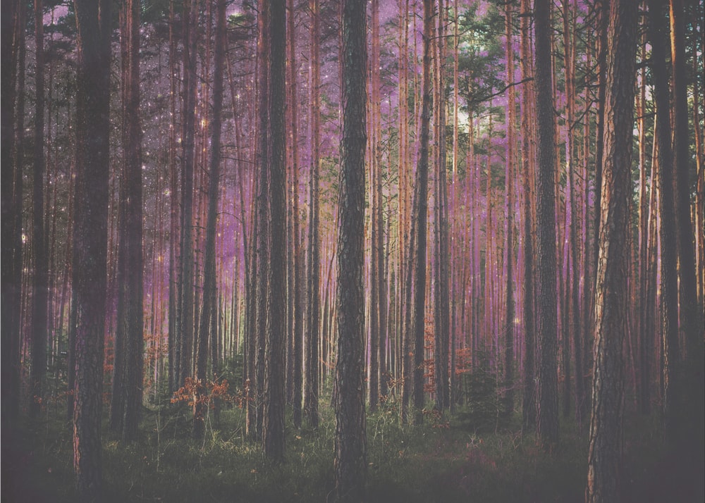Mystic Purple Forest