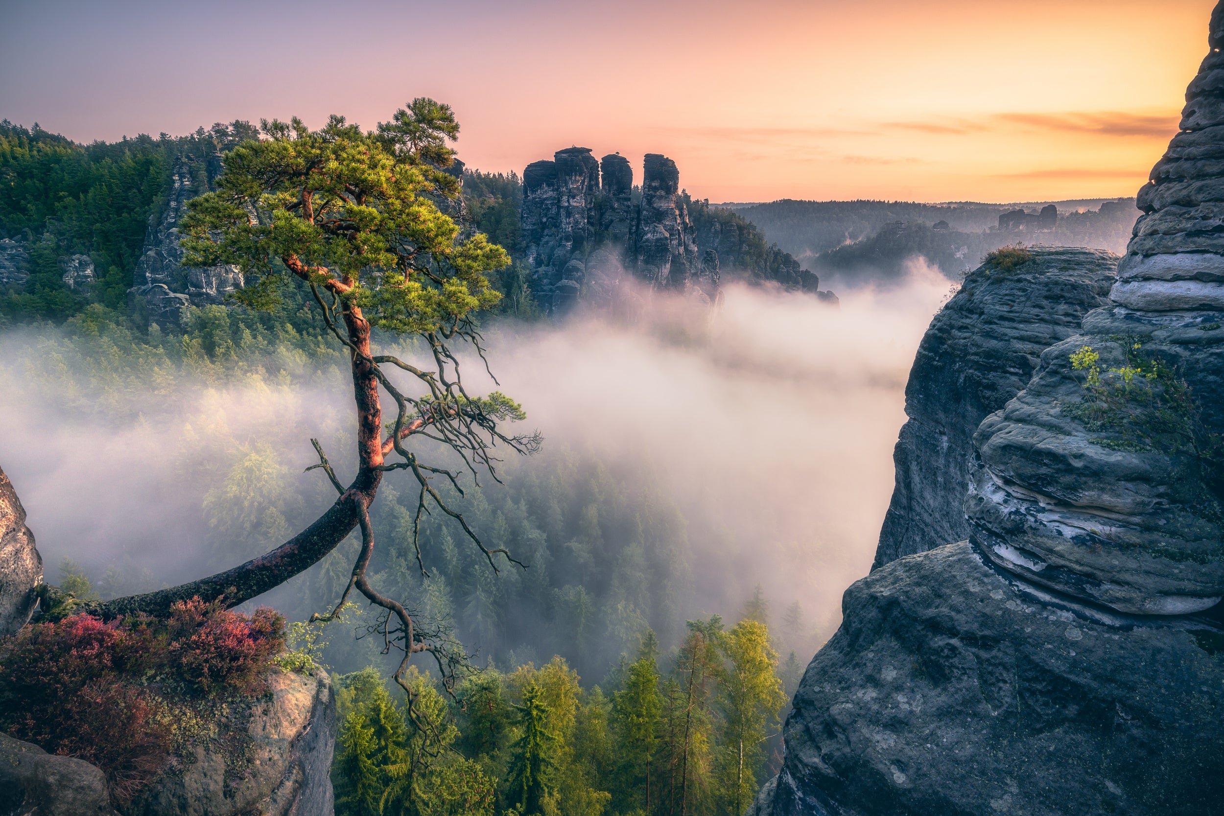 Pölking Pine (Felsenburg Rathen at the Bastei)