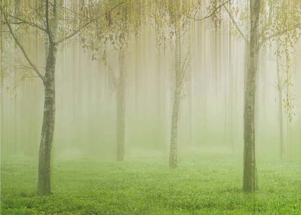 Misty Green Forest