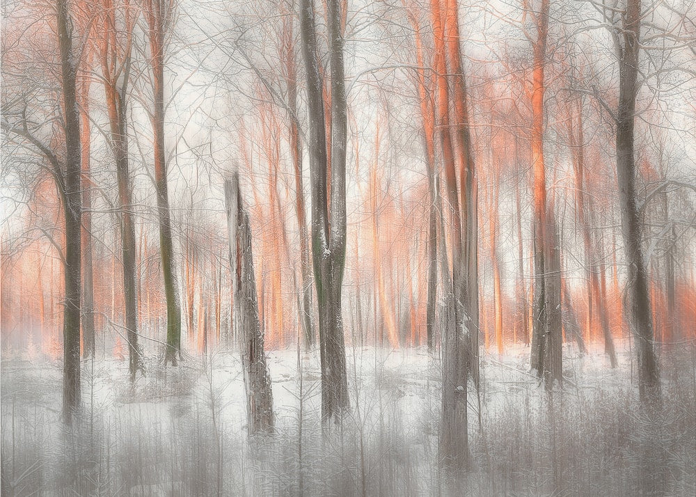 Orange Forest Glow