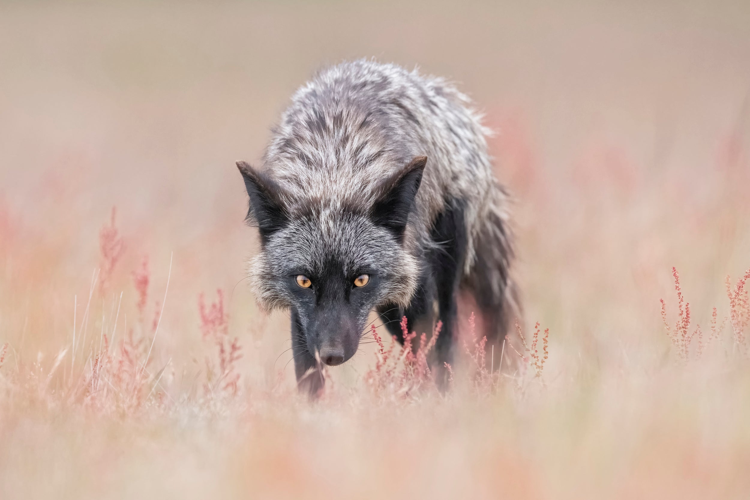 Want to challenge me?