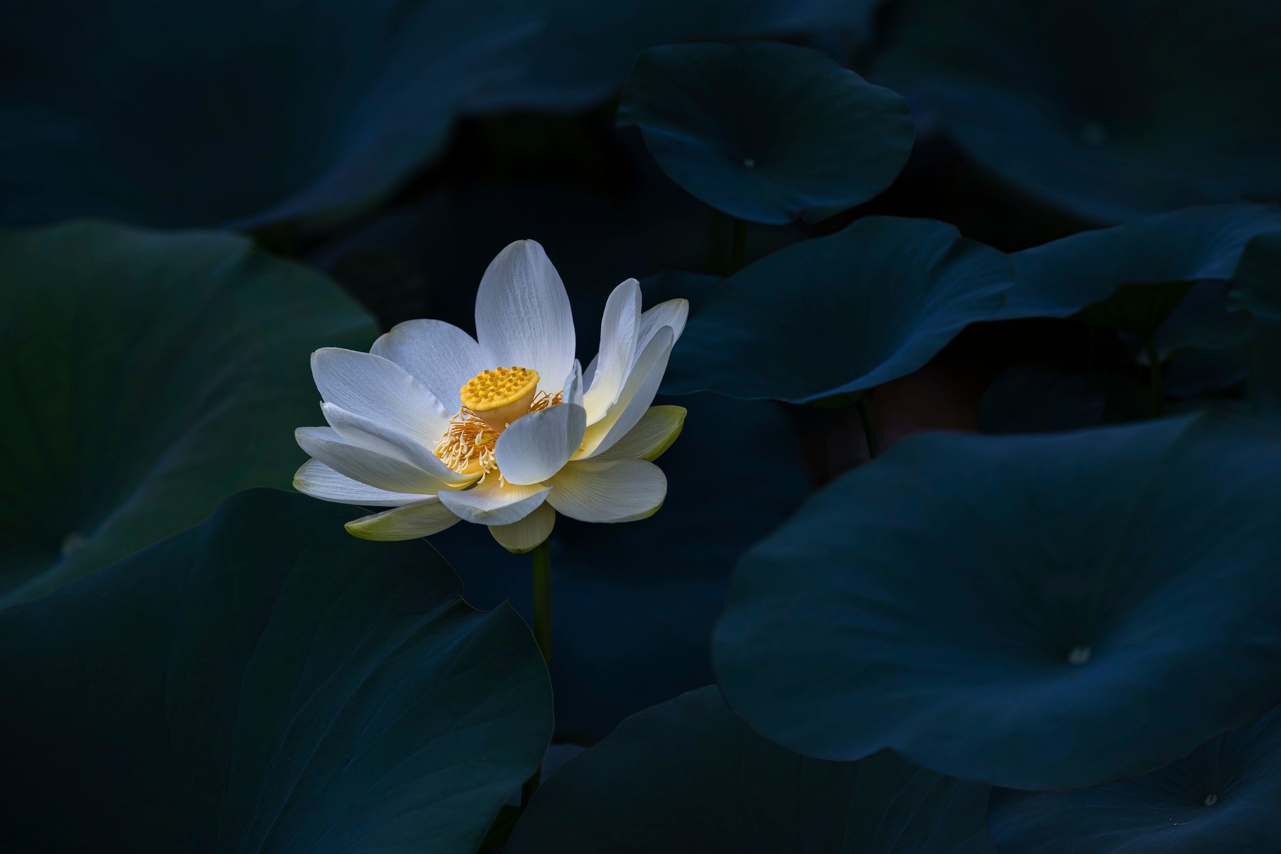 Yellow Lotus