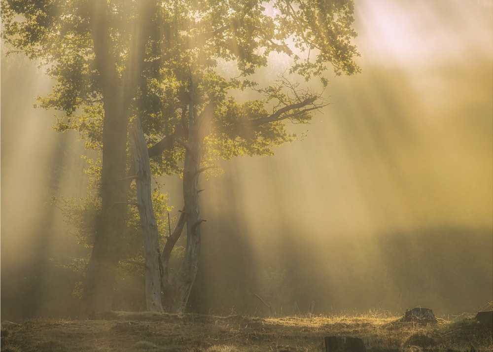 Misty Forest Light