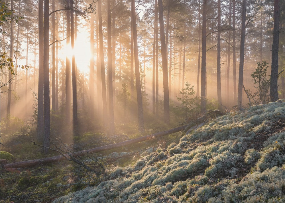Golden Forest Mist