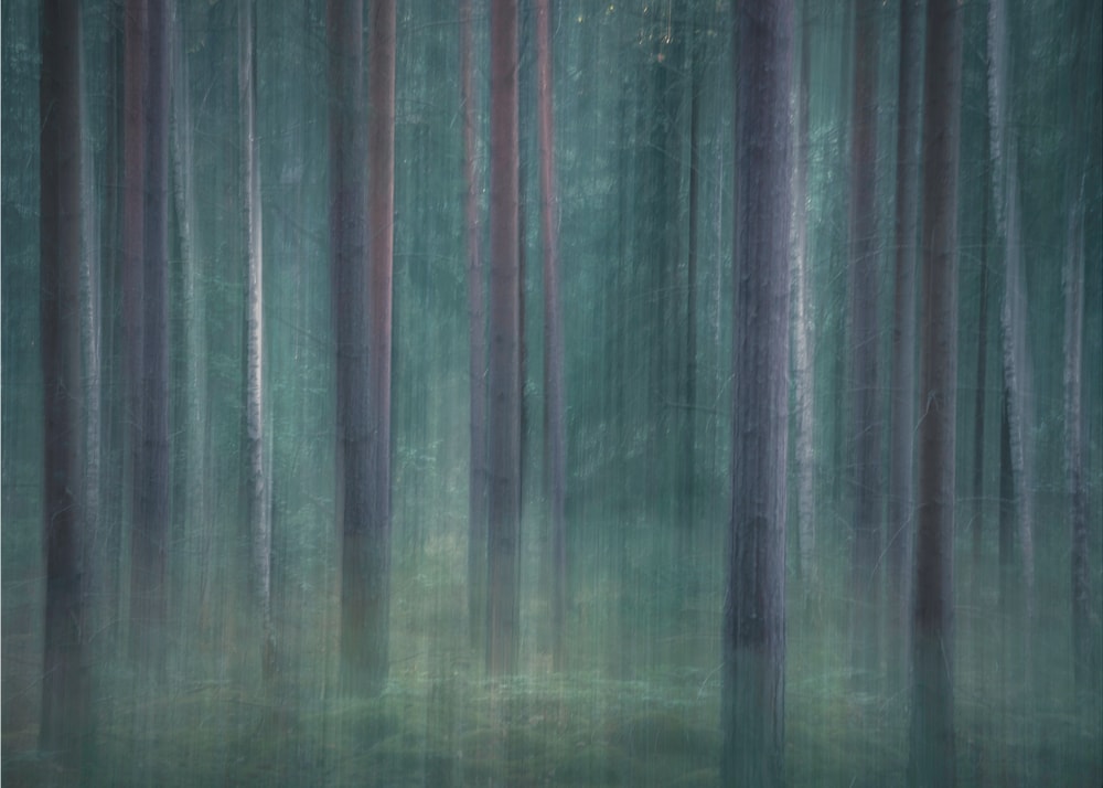 Mystic Forest Blur