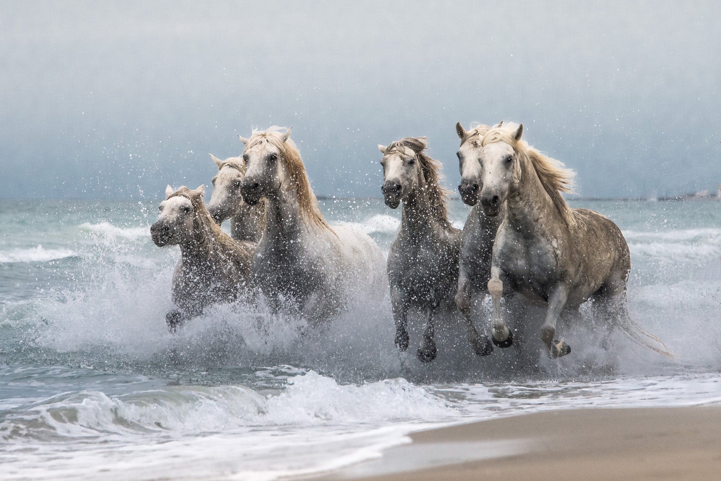 Wild horses
