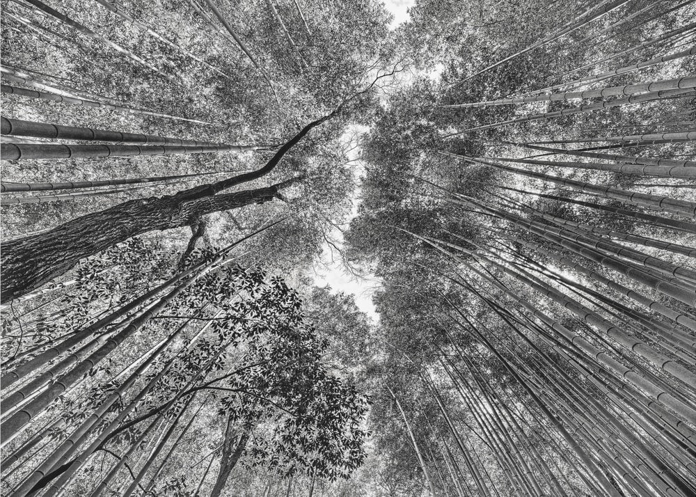 Tall Bamboo Canopy