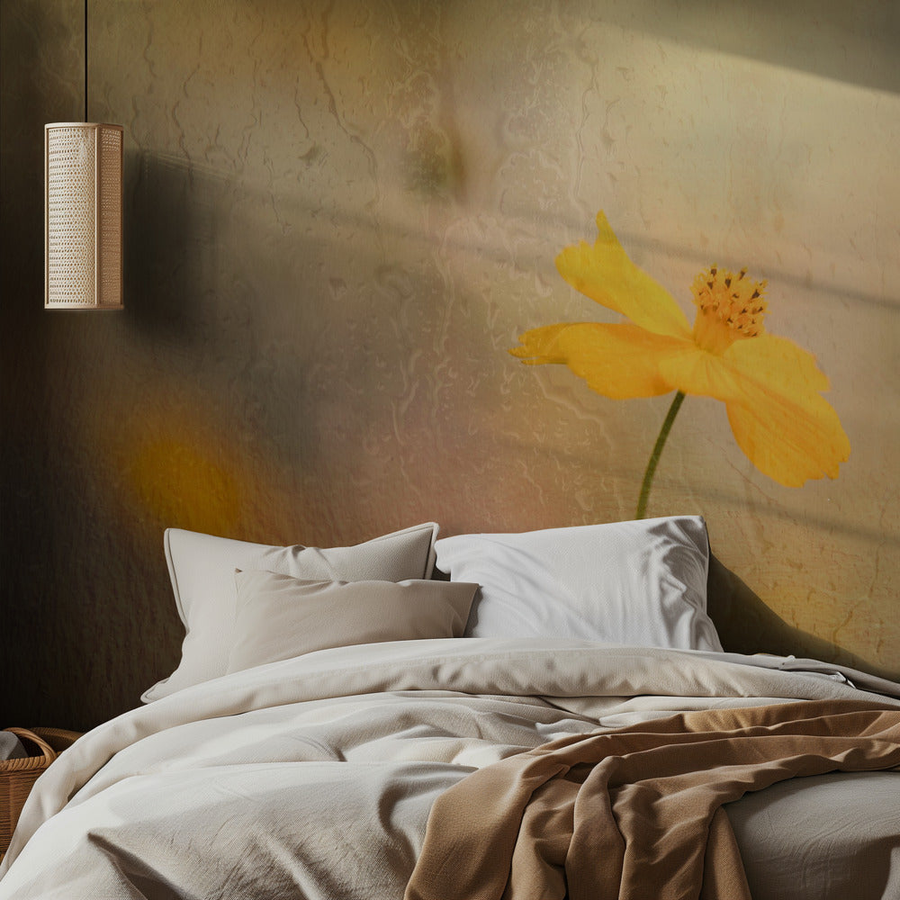 Cosmos in rain – Fototapet med kosmos-blommor i regn och gula toner