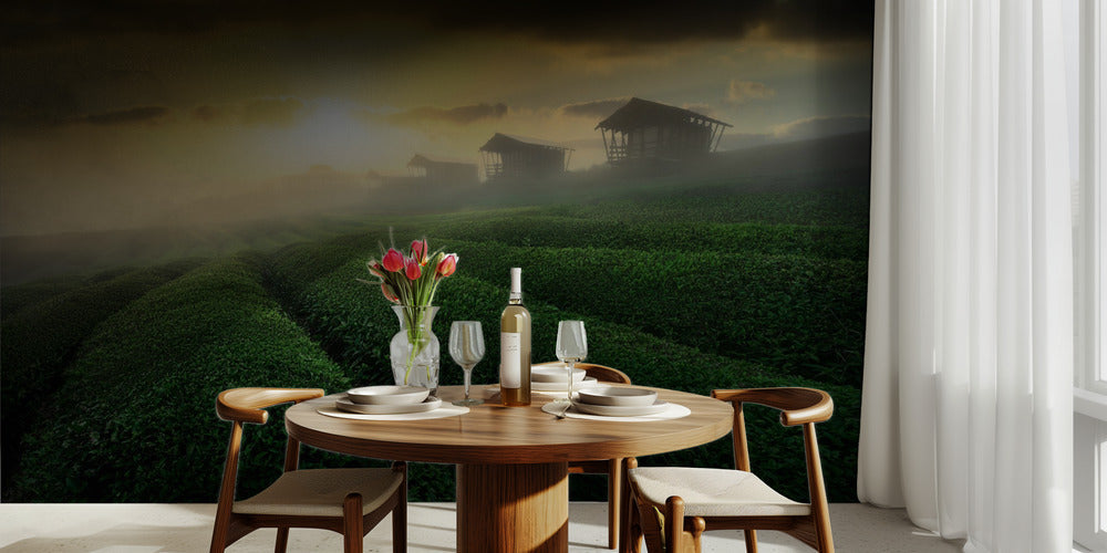 misty sunrise in tea garden