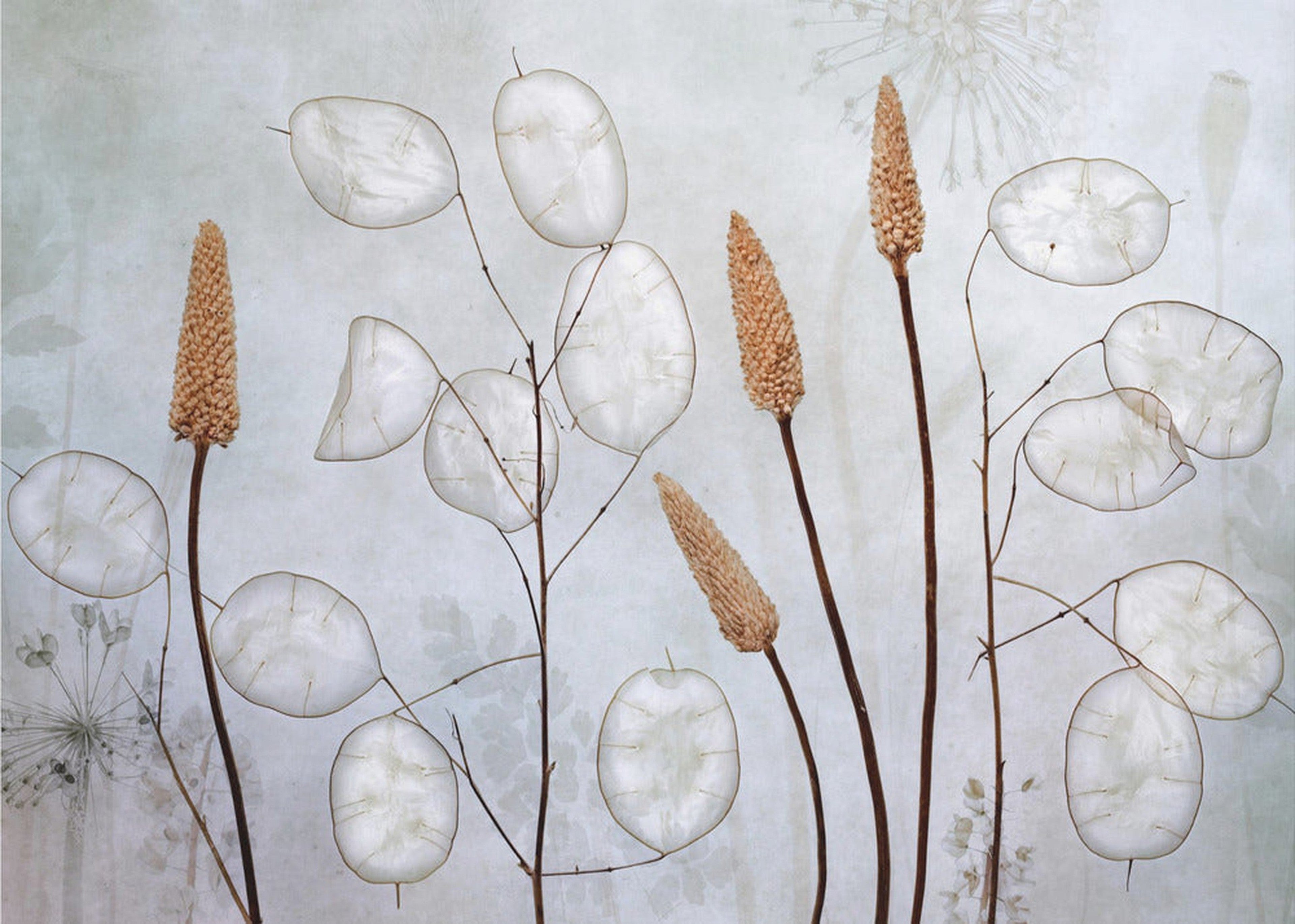 Lunaria