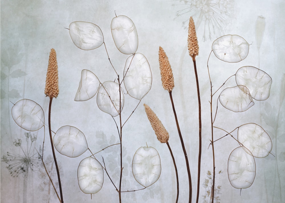 Lunaria