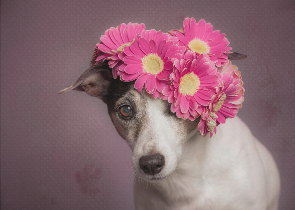 Mrs. Spring