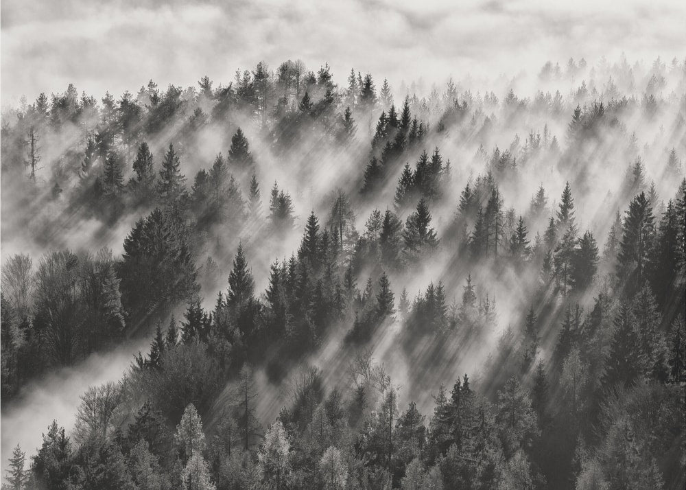 Misty Forest Light Rays