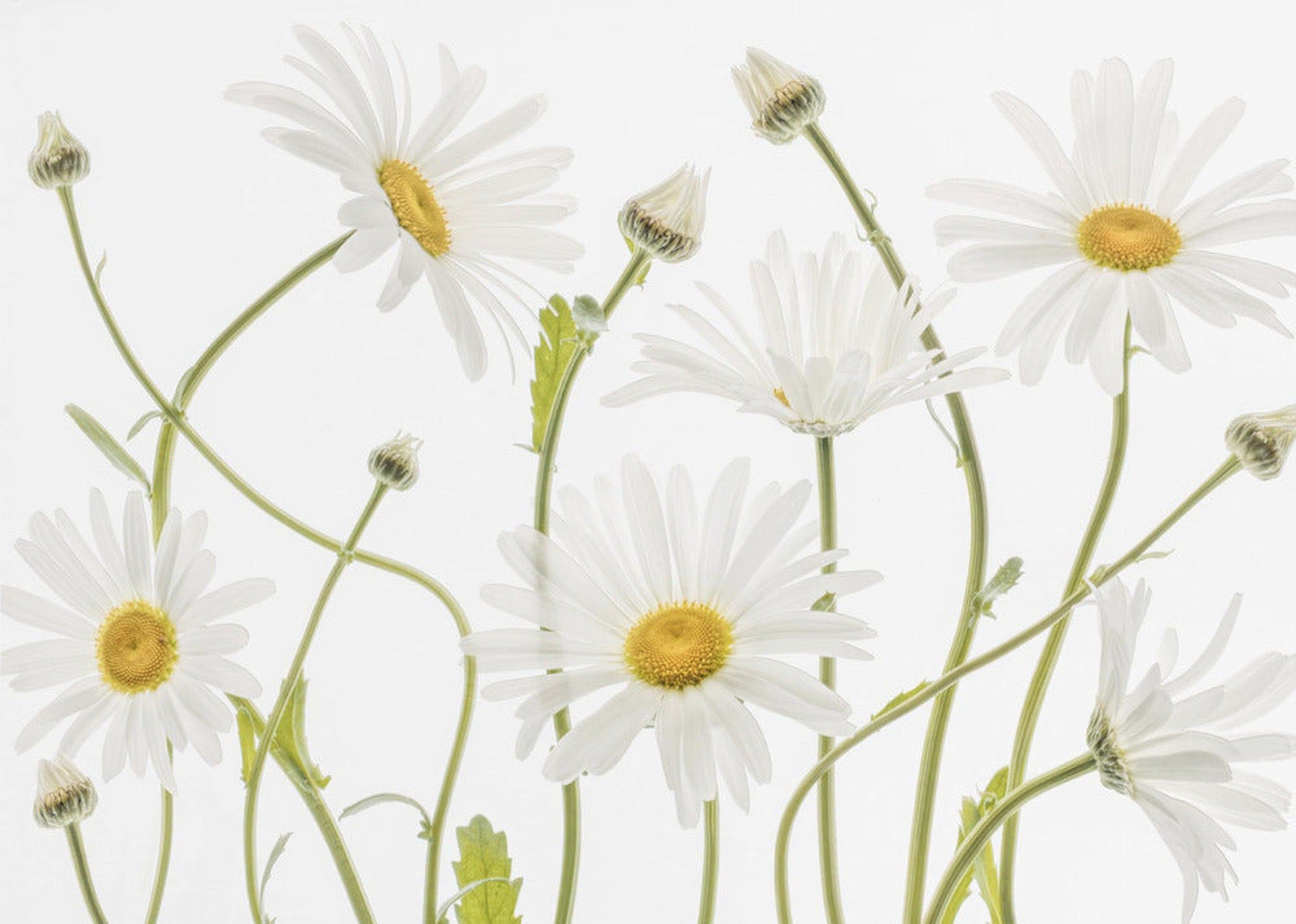 Ox eye Daisies